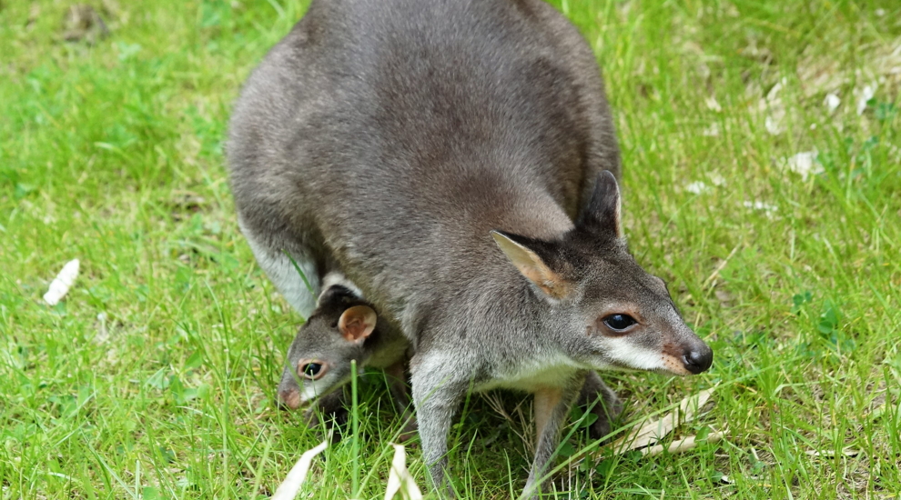 Neuguinea-Filander mit Nachwuchs im Tierpark Berlin - Freunde Hauptstadtzoos