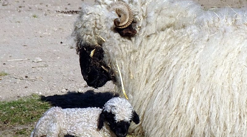 Walliser Schwarznasenschaf - Lamm - Jungtier - Aktuelles Tierpark Berlin und Zoo Berlin - Freunde Hauptstadtzoos - Förderverein