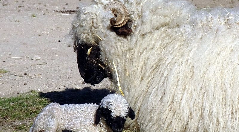 Walliser Schwarznasenschaf - Lamm - Jungtier -  Aktuelles Tierpark Berlin und Zoo Berlin - Freunde Hauptstadtzoos - Förderverein