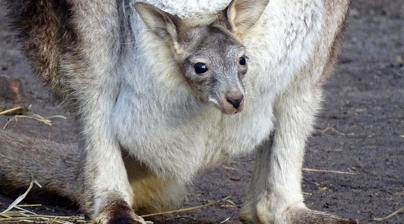 Himalaya-Tahr - Jungtiere - Zoo Berlin - Aktuelles Tierpark Berlin und Zoo Berlin - Freunde Hauptstadtzoos - Förderverein