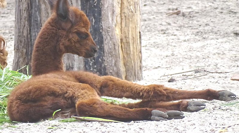 Jungtier bei den Alpakas im Tierpark Berlin - Aktuelles aus Tierpark Berlin und Zoo Berlin - Freunde Hauptstadtzoos