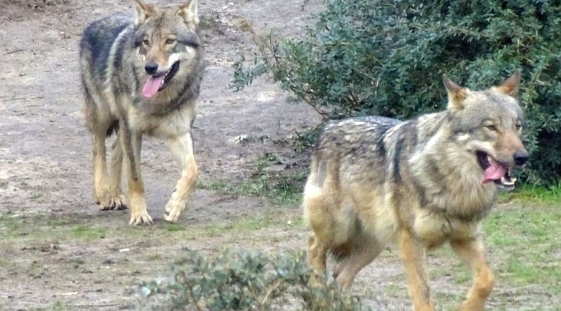 Europäische Wölfe - Aktuelles Tierpark Berlin und Zoo Berlin - Freunde Hauptstadtzoos - Förderverein