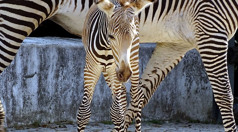 alt-"Grévyzebra - Aktuelles Tierpark Berlin und Zoo Berlin - Freunde Hauptstadtzoos - Förderverein"