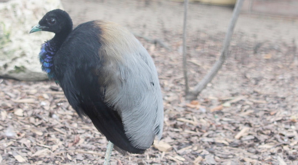 Grauflügel-Trompetervogel - Zoo Berlin - Aktuelles - Freunde Hauptstadtzoos - Förderverein