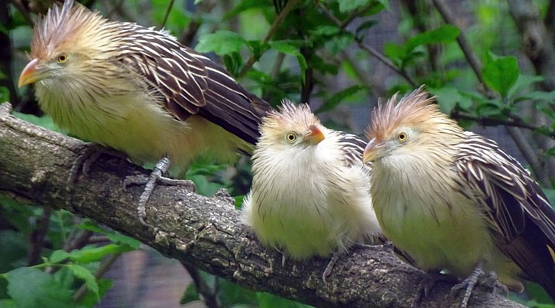 Guirakuckuck - Jungvogel - Aktuelles Tierpark Berlin und Zoo Berlin - Freunde Hauptstadtzoos - Förderverein