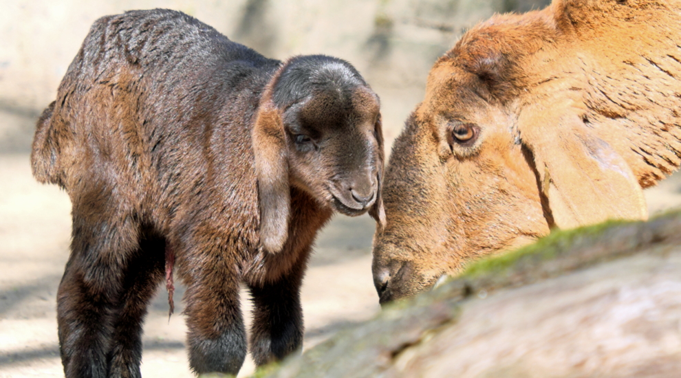 Hissarschaf - Jungtier - Aktuelles Tierpark Berlin und Zoo Berlin - Freunde Hauptstadtzoos - Förderverein