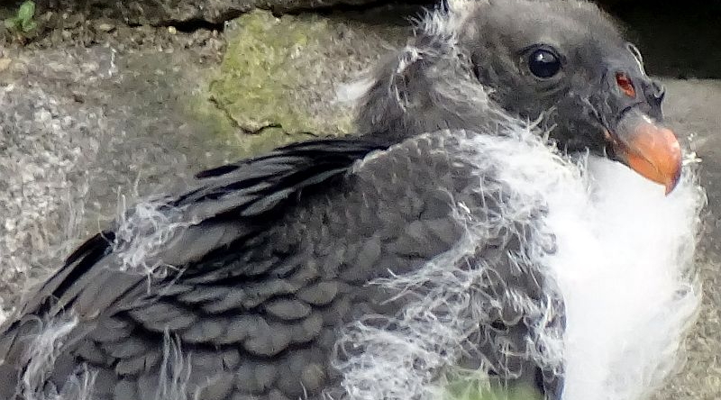 Waldrapp - Aktuelles aus Tierpark Berlin und Zoo Berlin - Freunde Hauptstadtzoos - Förderverein