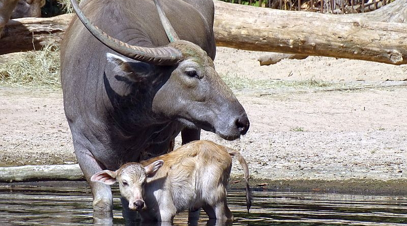 Kerabau - Aktuelles Tierpark Berlin und Zoo Berlin - Freunde Hauptstadtzoos - Förderverein