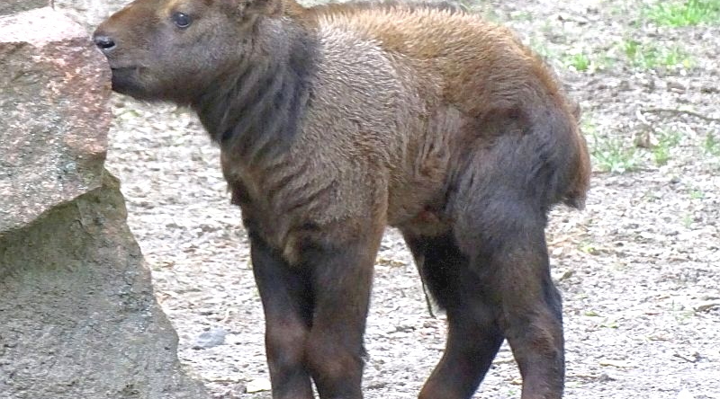 Mishmi-Takin - Aktuelles aus Tierpark Berlin und Zoo Berlin - Freunde Hauptstadtzoos - Förderverein
