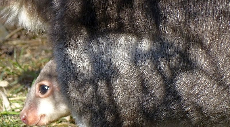 Neuguinea-Filander -  Aktuelles Tierpark Berlin und Zoo Berlin - Freunde Hauptstadtzoos - Förderverein