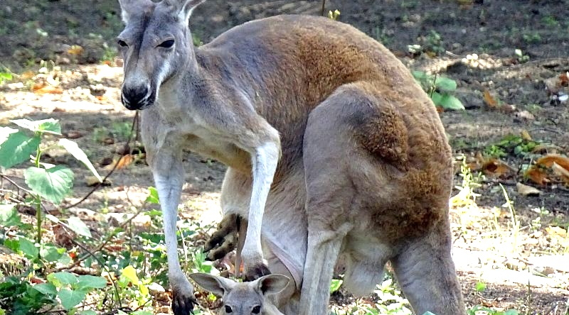 Rotes Riesenkänguru - Aktuelles Tierpark Berlin und Zoo Berlin - Freunde Hauptstadtzoos - Förderverein
