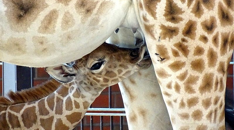 Rothschild - Aktuelles aus Tierpark Berlin und Zoo Berlin - Freunde Hauptstadtzoos - Förderverein