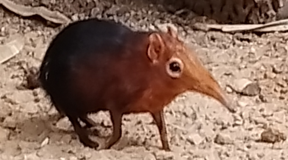 alt-"Rotschulter-Rüsselhündchen -  Aktuelles Tierpark Berlin und Zoo Berlin - Freunde Hauptstadtzoos - Förderverein"