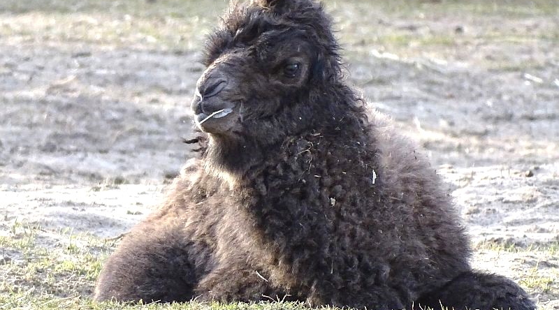 Trampeltierfohlen im Tierpark Berlin