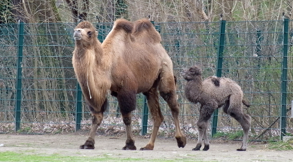 alt-"Trampeltier mit Jungtier -  Aktuelles Tierpark Berlin und Zoo Berlin - Freunde Hauptstadtzoos - Förderverein"