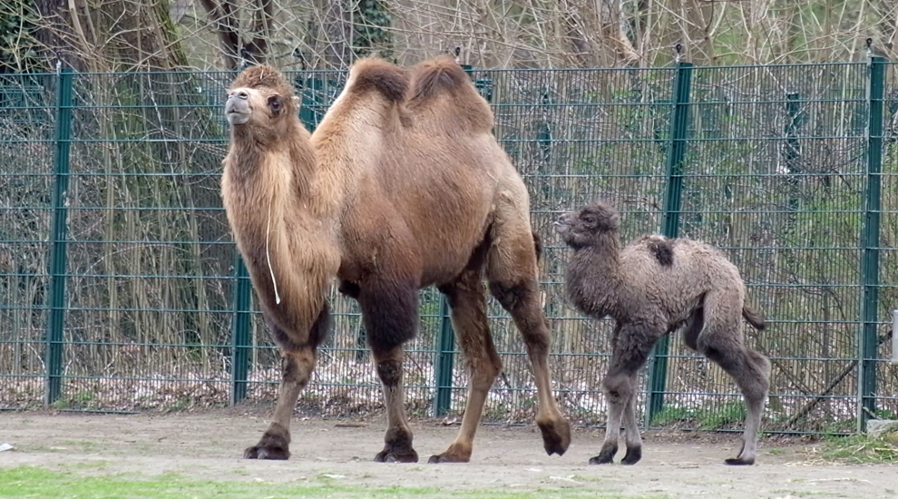 alt-"Trampeltier mit Jungtier -  Aktuelles Tierpark Berlin und Zoo Berlin - Freunde Hauptstadtzoos - Förderverein"