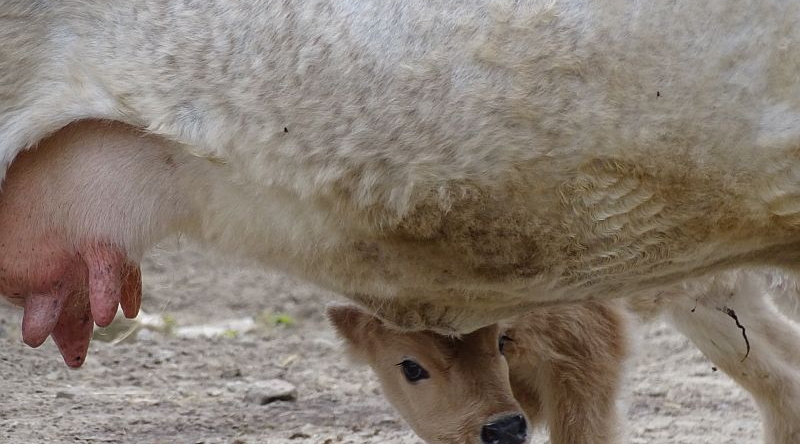 alt-"Ungarisches Steppenrind - Aktuelles Tierpark Berlin und Zoo Berlin - Freunde Hauptstadtzoos - Förderverein"