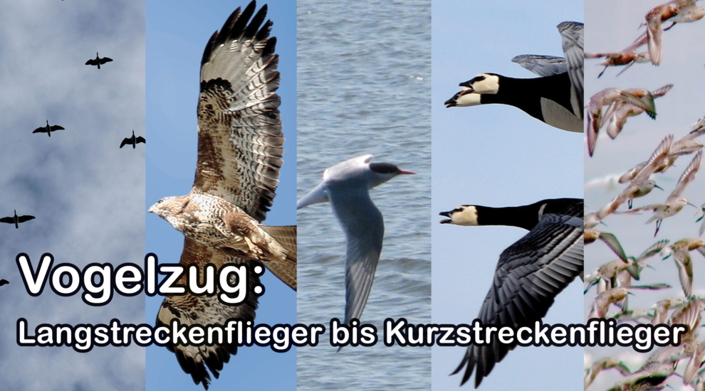 Vogelzug - Tierwissen - Tiere - Tierlexikon - Freunde Hauptstadtzoos