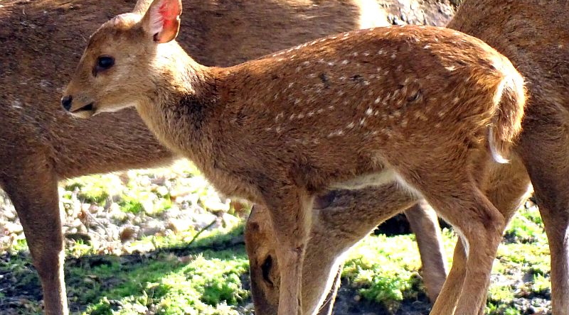 Vorderindischer Schweinshirsch - Jungtier - Tierpark Berlin und Zoo Berlin - Aktuelles - Freunde Hauptstadtzoos
