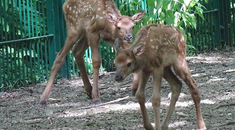 Wapiti - Aktuelles Tierpark Berlin und Zoo Berlin - Freunde Hauptstadtzoos - Förderverein