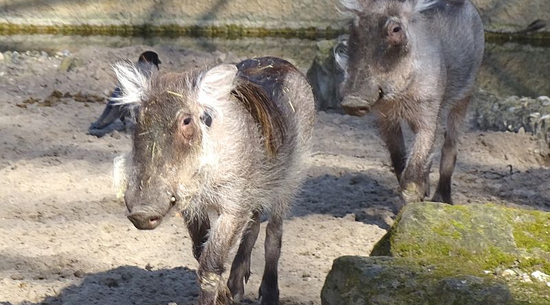 Warzenschwein -  Aktuelles Tierpark Berlin und Zoo Berlin - Freunde Hauptstadtzoos - Förderverein