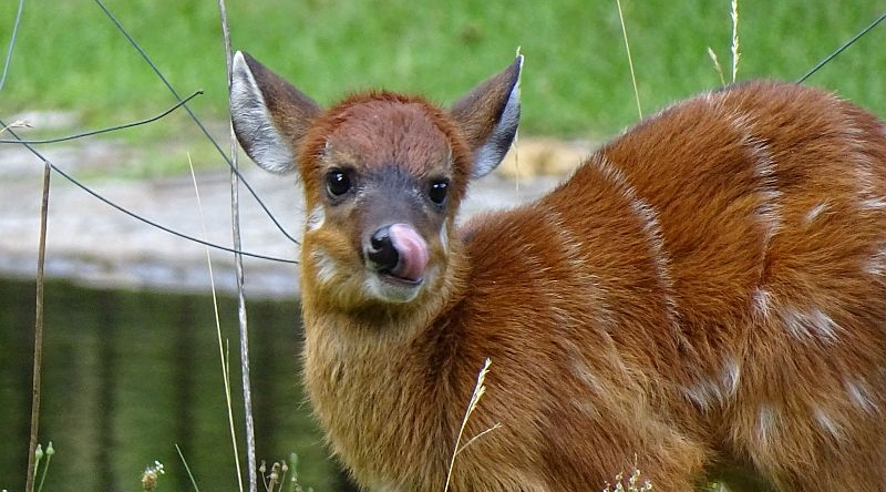 Westafrikanische Sitatunga - Aktuelles Tierpark Berlin und Zoo Berlin - Freunde Hauptstadtzoos - Förderverein