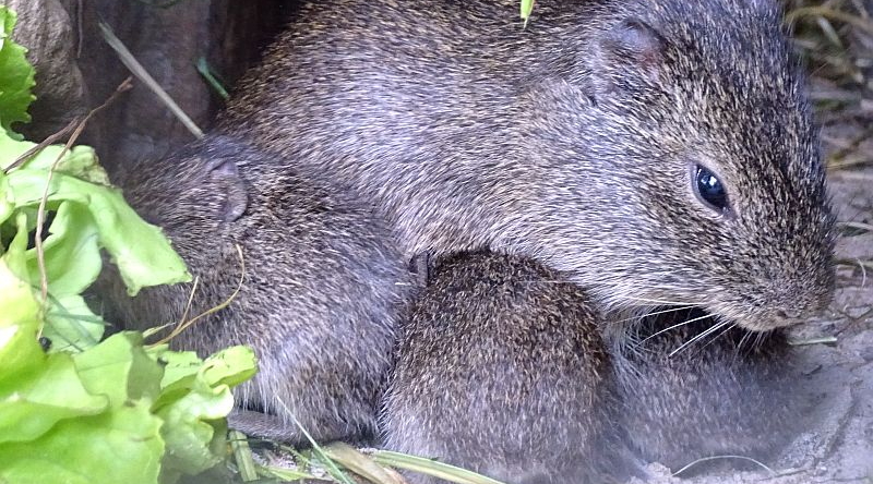 alt-"Aperea-Wildmeerschweinchen - Jungtier - Aktuelles Tierpark Berlin und Zoo Berlin - Freunde Hauptstadtzoos - Förderverein"