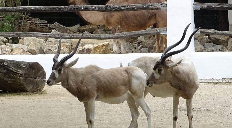 Addax-Antilopen und Dromedar im Zoo Berlin