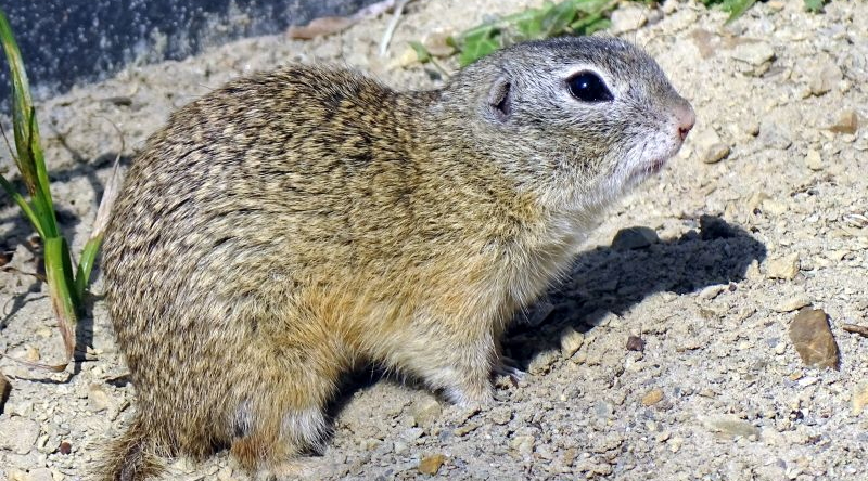 Europäischer Ziesel - Winterschlaf beendet - Aktuelles Tierpark Berlin und Zoo Berlin - Freunde Hauptstadtzoos - Förderverein