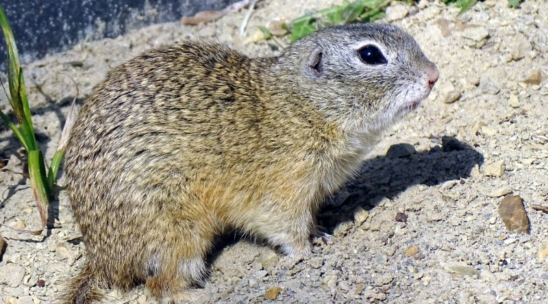 Europäischer Ziesel - Winterschlaf beendet -  Aktuelles Tierpark Berlin und Zoo Berlin - Freunde Hauptstadtzoos - Förderverein