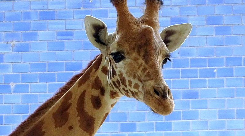 Kordofan-Giraffenbulle im Zoo Berlin