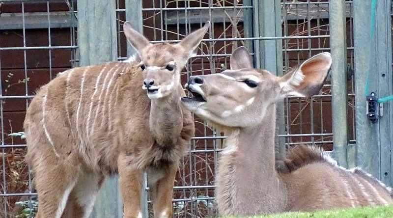 alt-"Großer Kudu -  Aktuelles Tierpark Berlin und Zoo Berlin - Freunde Hauptstadtzoos - Förderverein"