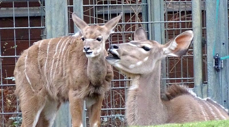alt-"Großer Kudu - Aktuelles Tierpark Berlin und Zoo Berlin - Freunde Hauptstadtzoos - Förderverein"