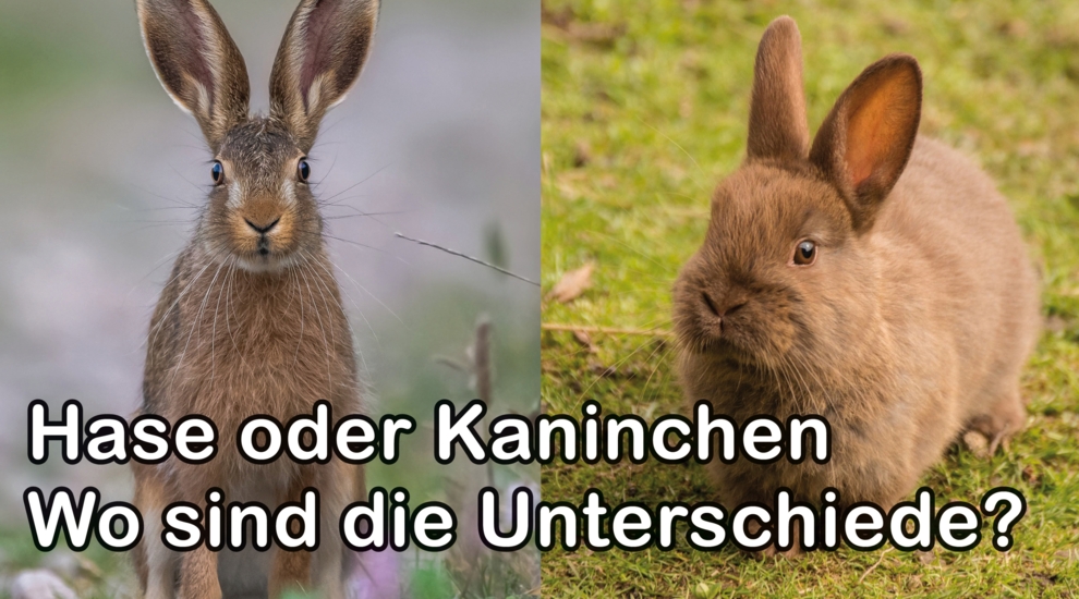 Hase - Kaninchen - Unterschiede - Aktuelles Zoo Berlin und Tierpark Berlin - Freunde Hauptstadtzoos