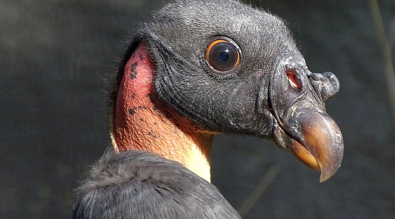 Junger Königsgeier im Zoo Berlin