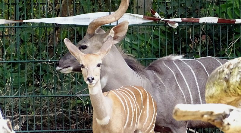 Kleiner Kudu im Tierpark Berlin