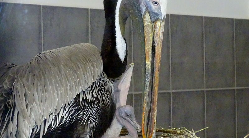 Meerespelikan mit Nachwuchs im Tierpark Berlin