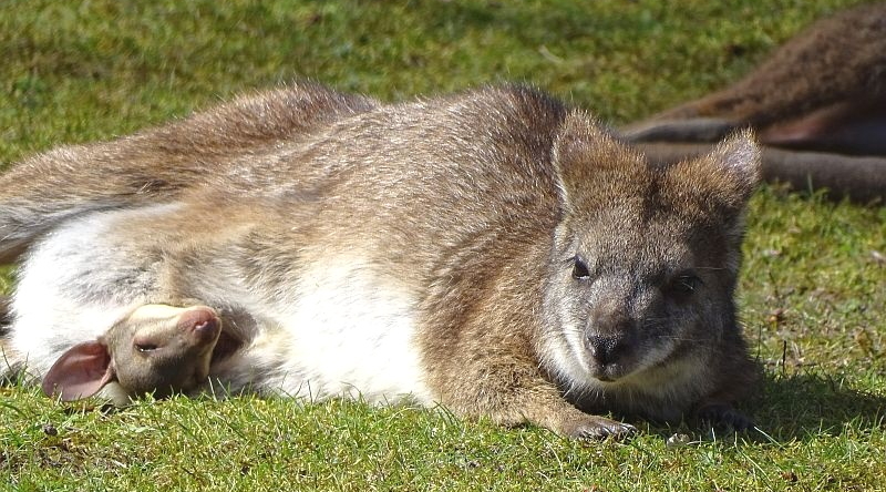 Parmakänguru - Aktuelles Tierpark Berlin und Zoo Berlin - Freunde Hauptstadtzoos - Förderverein