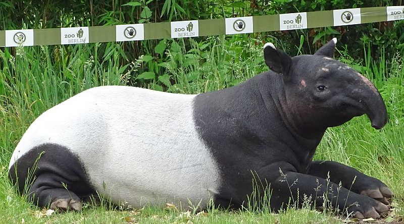 Schabrackentapir liegend auf einer Wiese im Zoo Berlin.