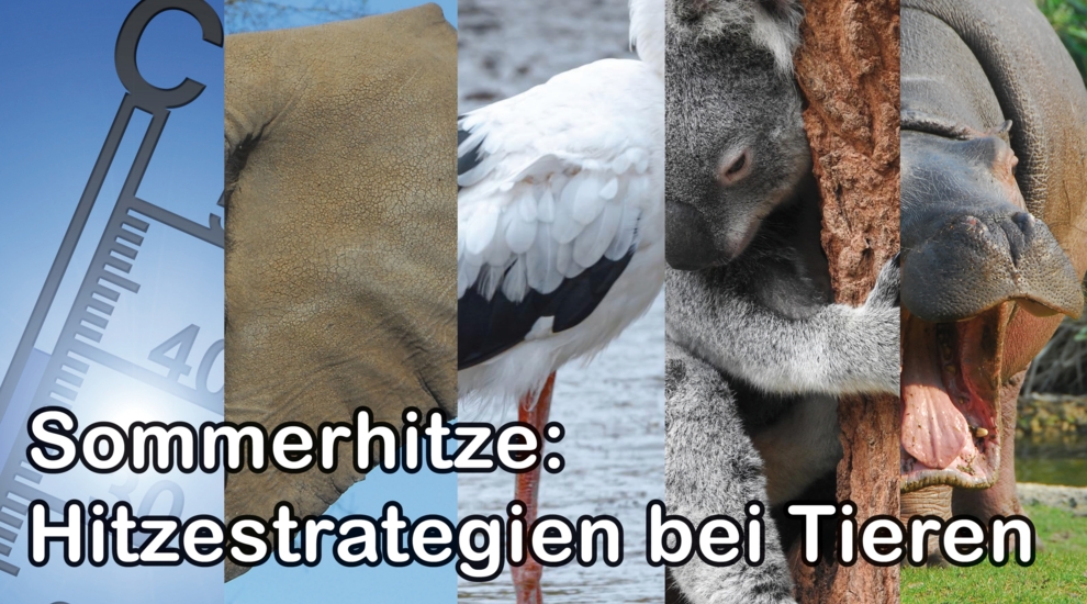 Hitze - Sommerhitze - Tiere - Tierwelt - Tierwissen - Tierpark Berlin - Zoo Berlin- Freunde Hauptstadtzoos