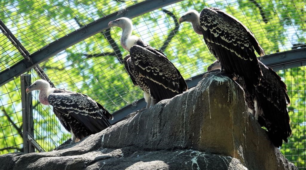 alt-"Sperbergeier - Aktuelles Tierpark Berlin und Zoo Berlin - Freunde Hauptstadtzoos - Förderverein"