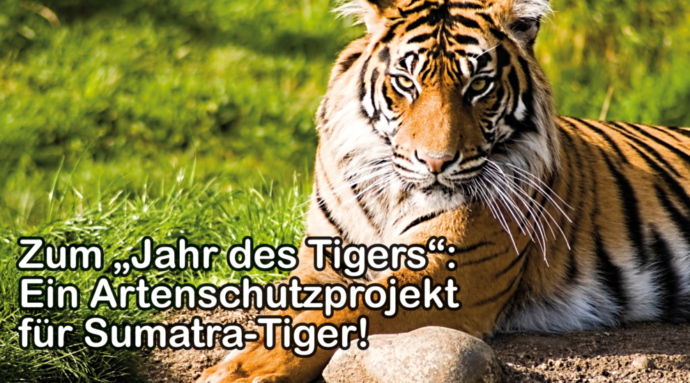 Artenschutz Sumatra-Tiger - Jahr des Tigers - Freunde Hauptstadtzoos