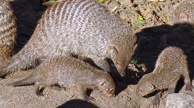 alt-"Zebramangusten - Aktuelles Tierpark Berlin und Zoo Berlin - Freunde Hauptstadtzoos - Förderverein"