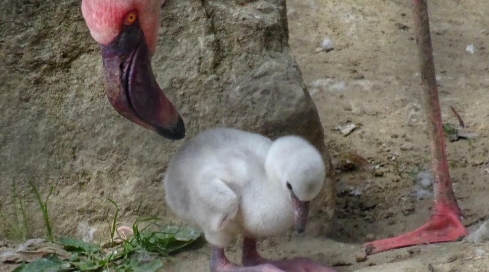 Zwergflamingo - Zoo Berlin - Aktuelles - Freunde Hauptstadtzoos - Förderverein