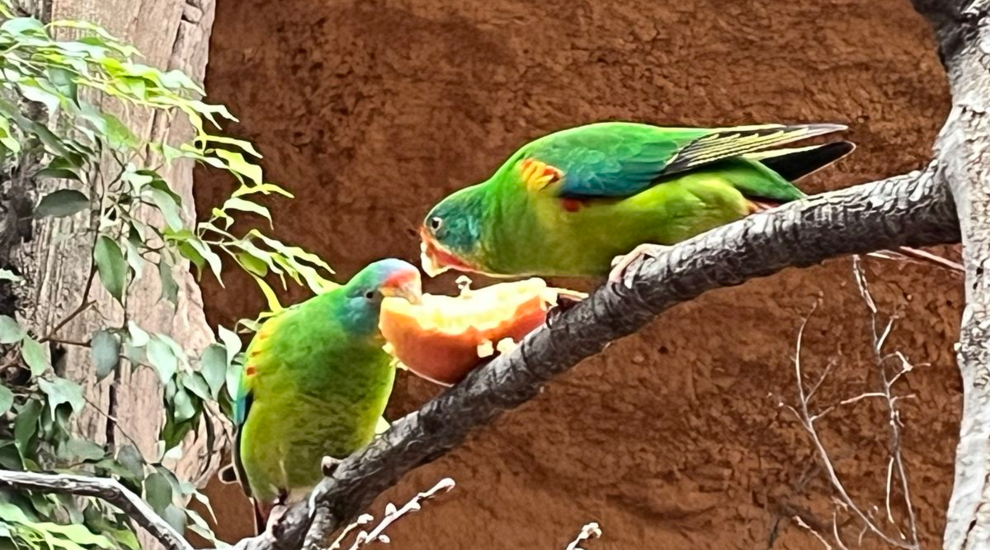Schwalbensittich - Aktuelles Tierpark Berlin und Zoo Berlin - Freunde Hauptstadtzoos - Förderverein