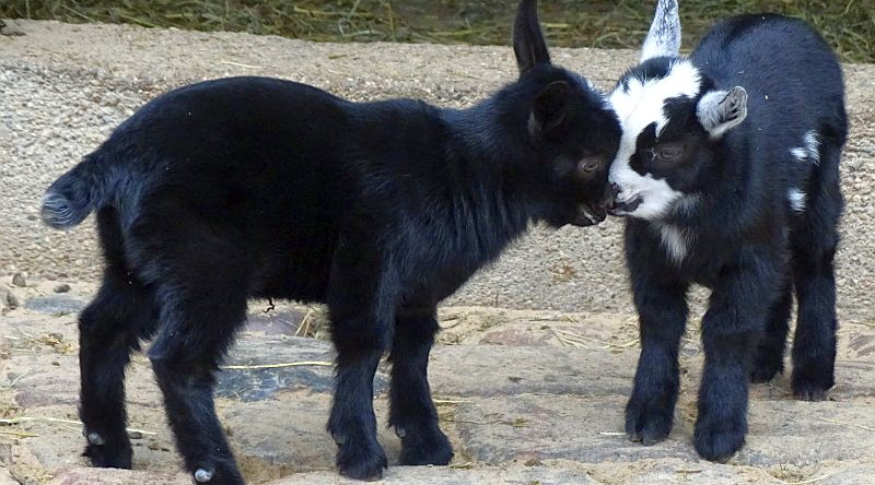alt-"Afrikanische Zwergziegen -  Aktuelles Tierpark Berlin und Zoo Berlin - Freunde Hauptstadtzoos - Förderverein"