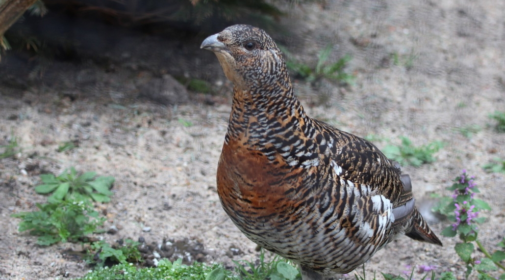 Auerhahn - Auerhenne - Aktuelles Tierpark Berlin und Zoo Berlin - Freunde Hauptstadtzoos - Förderverein