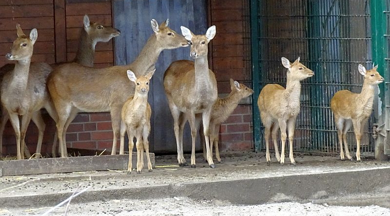 Burma-Leierhirsch - Aktuelles Tierpark Berlin und Zoo Berlin - Freunde Hauptstadtzoos - Förderverein