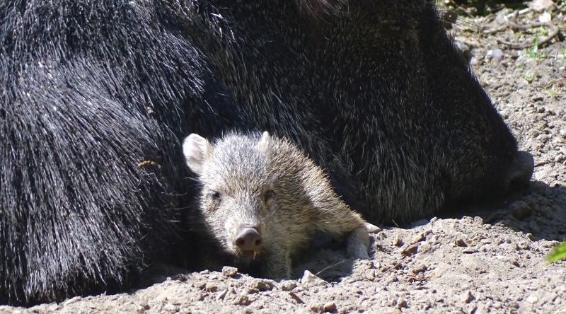 Chaco-Pekari -  Aktuelles Tierpark Berlin und Zoo Berlin - Freunde Hauptstadtzoos - Förderverein