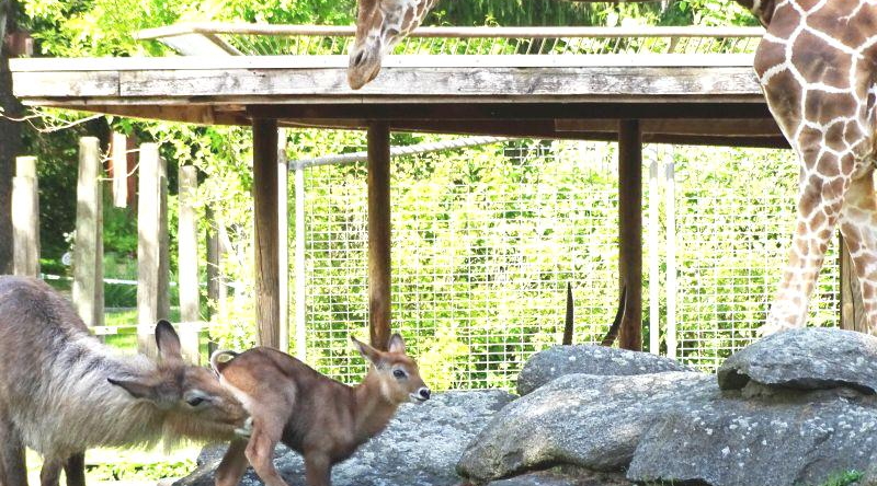 Defassa-Wasserbock im Zoo Berlin geboren - Freunde Hauptstadtzoos